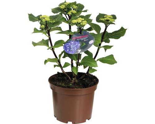 Hortensie im Topf mit Blütenständen und Pflanzenetikett