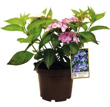 Gartenhortensie im Topf mit Blättern und rosa Blüten