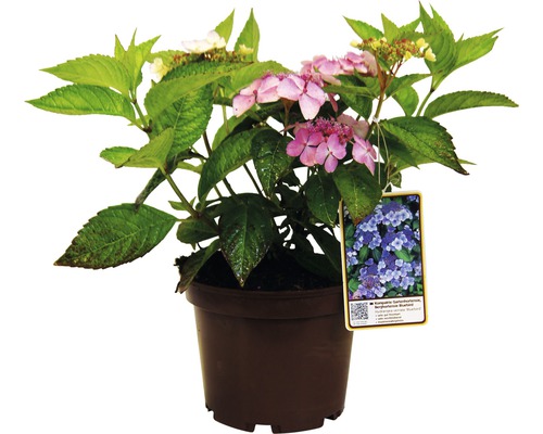 Gartenhortensie im Topf mit Blättern und rosa Blüten