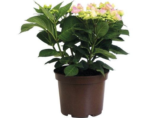 Hortensie im Topf mit Blättern und Blüten