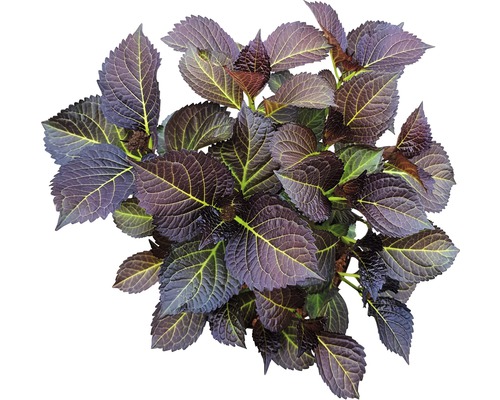 Nahaufnahme einer Tellerhortensie mit Blättern