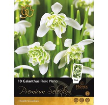 Blumenzwiebel Premium Galanthus Flore Pleno 8 Stk.