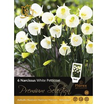 Blumenzwiebel Premium Narzisse 'White Petticoat' 6 Stk.
