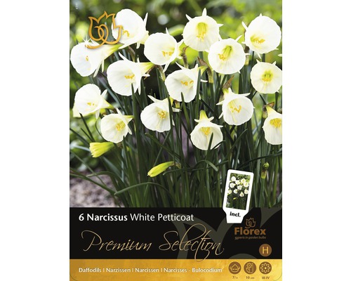 Blumenzwiebel Premium Narzisse 'White Petticoat' 6 Stk.