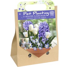 Florex Topfbepflanzung mit 20 ausgewählten Blumenzwiebeln Verpackung