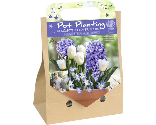 Florex Topfbepflanzung mit 20 ausgewählten Blumenzwiebeln Verpackung