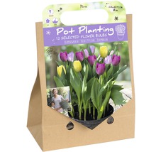 Verpackung mit Blumenzwiebeln für die Topfbepflanzung, 12 Stück
