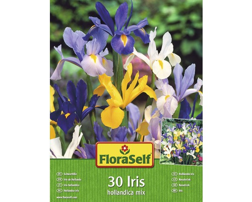 FloraSelf 30 Iris hollandica Mix Packung