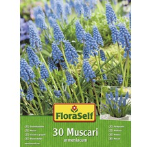 Blumenzwiebel-Vorteilspack FloraSelf® Muscari Armeniacum 30 Stk.