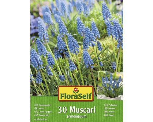 FloraSelf Packung mit 30 Muscari armeniacum Traubenhyazinthen Blumenzwiebeln