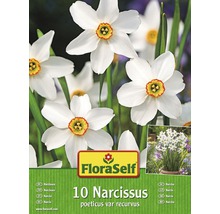 Blumenzwiebel-Vorteilspack Narzissen Recurvus 10 Stk.-thumb-0