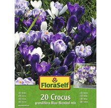 Packung mit 20 Krokussen grandiflora Blue-Blended Mix