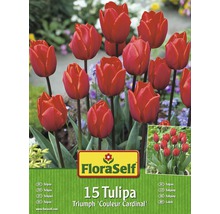Packung mit 15 roten Triumph Tulpen der Sorte ''Couleur Cardinal''