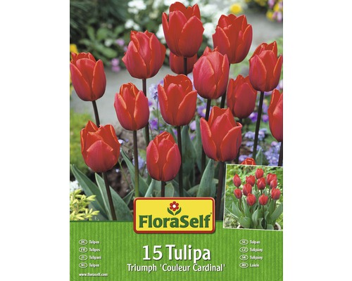Packung mit 15 roten Triumph Tulpen der Sorte ''Couleur Cardinal''