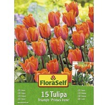 FloraSelf 15 Tulpen Triumph Prinses Irene Packung