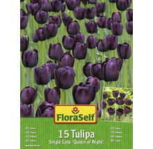 Blumenzwiebel-Vorteilspack FloraSelf® Tulpen Queen of Night 15 Stk.
