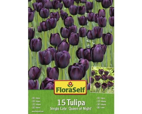Packung Tulpen der Sorte Queen of Night, enthält 15 Stück