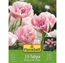 FloraSelf Tulpen Double Late Finola, Packung mit 15 Stück