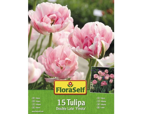 FloraSelf Tulpen Double Late Finola, Packung mit 15 Stück