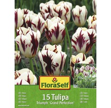 FloraSelf 15 Tulipa Triumph Grand Perfection Blumenzwiebeln Packung
