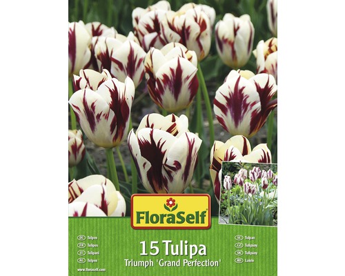 FloraSelf 15 Tulipa Triumph Grand Perfection Blumenzwiebeln Packung