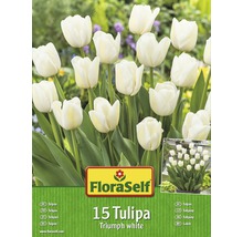 FloraSelf Packung mit 15 weißen Triumph Tulpen
