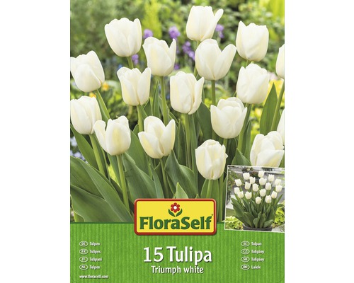 FloraSelf Packung mit 15 weißen Triumph Tulpen