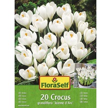Verpackung mit 20 weißen Krokussen der Sorte grandiflora Jeanne d''Arc