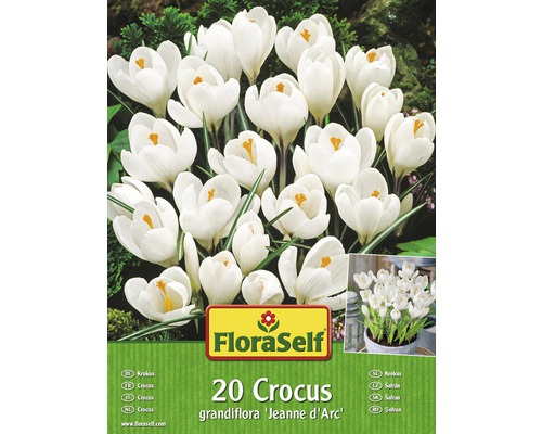 Verpackung mit 20 weißen Krokussen der Sorte grandiflora ''Jeanne d''Arc''