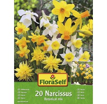 FloraSelf Narzissen botanische Mischung, 20 Stück