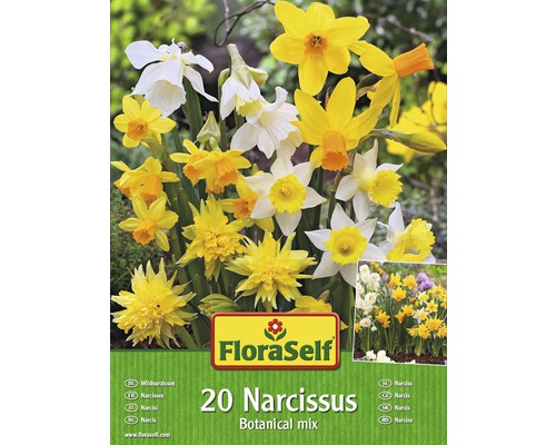 FloraSelf Narzissen botanische Mischung, 20 Stück