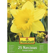 Packung mit 25 gelben Trompeten-Narzissen der Marke FloraSelf