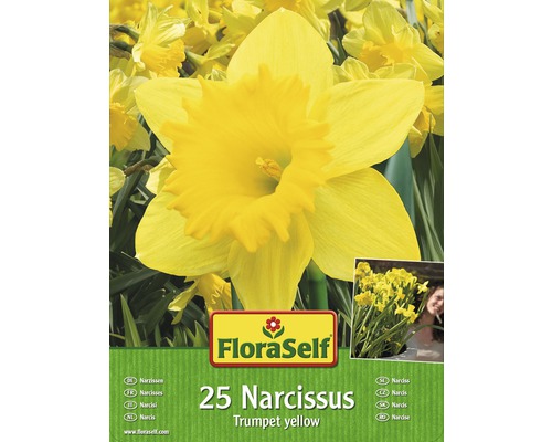 Packung mit 25 gelben Trompeten-Narzissen der Marke FloraSelf