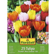 FloraSelf Tulpen Triumph New Creation Mix, Packung mit 25 Stück