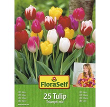 FloraSelf Tulpen Triumph Mix, Packung mit 25 Stück