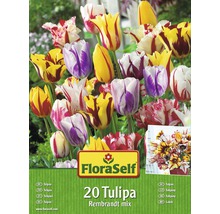 Blumenzwiebel-Vorteilspack Tulpen Rembrandt Mischung 20 Stk.-thumb-0