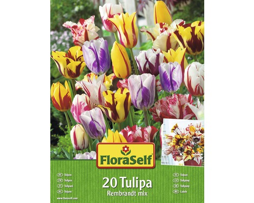 Blumenzwiebel-Vorteilspack Tulpen Rembrandt Mischung 20 Stk.-0