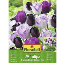 FloraSelf Tulpen Triumph Purple Passion Mix, Packung mit 25 Stück