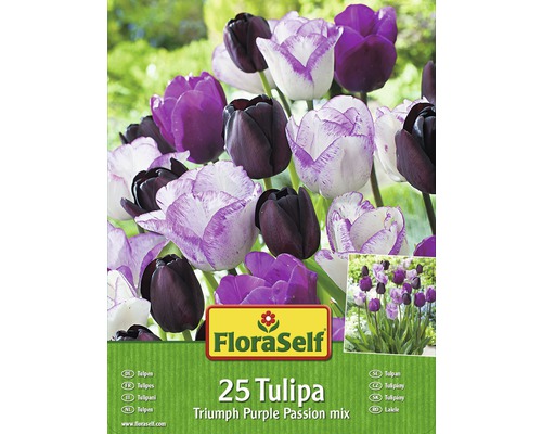 FloraSelf Tulpen Triumph Purple Passion Mix, Packung mit 25 Stück
