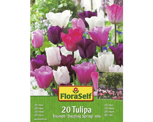 FloraSelf Tulpen Triumph Dazzling Spring Mix, 20 Stück