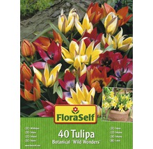FloraSelf Wildtulpen Botanical Wild Wonders Packung mit 40 Stück