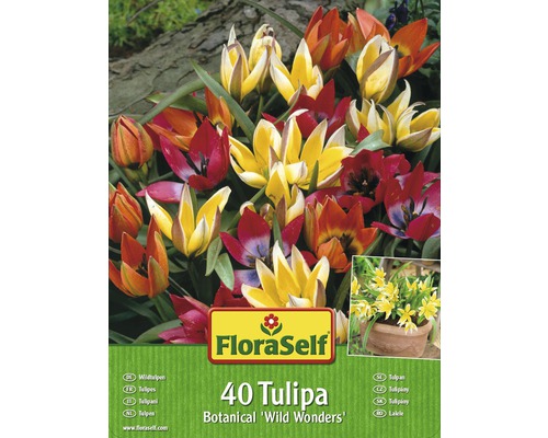 FloraSelf Wildtulpen Botanical Wild Wonders Packung mit 40 Stück
