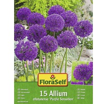 Blumenzwiebel-Vorteilspack Allium Purple Sensation 15 Stk.-thumb-0