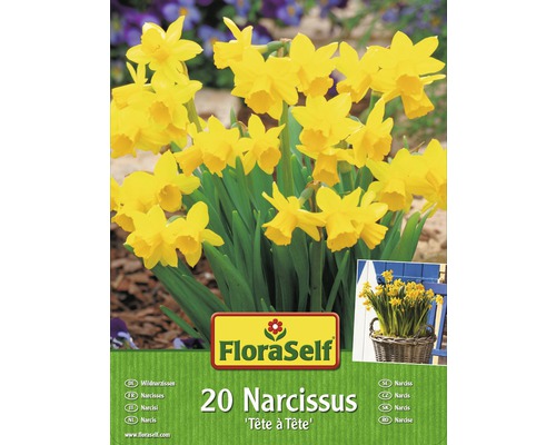 Packung mit 20 Narzissenzwiebeln der Sorte Tête à Tête von FloraSelf