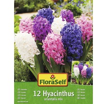 FloraSelf Packung mit 12 Hyazinthen Orientalis Mix