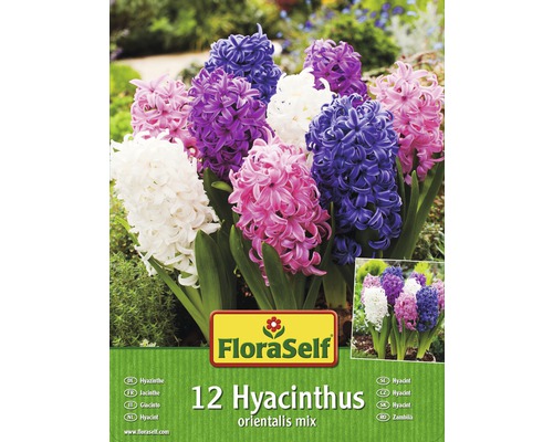 FloraSelf Packung mit 12 Hyazinthen Orientalis Mix