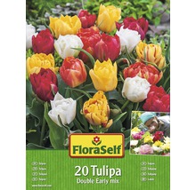 FloraSelf Tulpen Double Early Mix, Packung mit 20 Stück