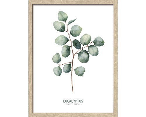 Gerahmtes Bild Eucalyptus ll 43x33 cm