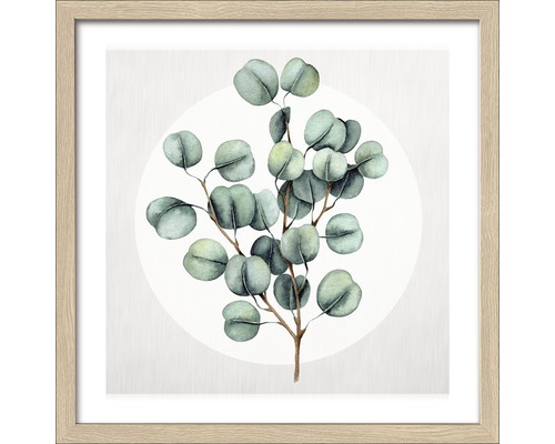 Gerahmtes Bild Eucalyptus lll 33x33 cm