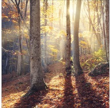 Leinwandbild Mystic Forest VI 27x27 cm